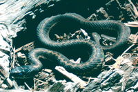 : Thamnophis elegans elegans x vagrans; Mountain x Wandering Garter Snake