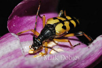 : Strangalia maculata; Longhorn Beetle
