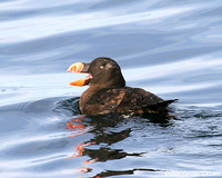Tufted Puffin. 1 October 2006. Photo by Jay Gilliam