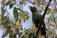 Crested Myna Scientific name: Acridotheres cristatellus