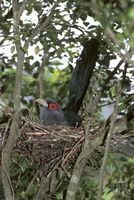 Chestnut-bellied Malkohas: A cuckoo that builds its own nest