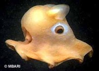 Dumbo octopus Grimpoteuthis