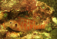 Amblycirrhitus bimacula, Twospot hawkfish: aquarium