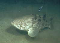 Epinephelus coioides, Orange-spotted grouper: fisheries, aquaculture