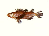 Apistops caloundra, Short-armed waspfish: