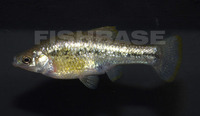 Chapalichthys encaustus, Barred splitfin: aquarium