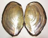 Sinanodonta woodiana - Adventive swan-mussel