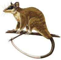 Image of: Micoureus alstoni (Alston's woolly mouse opossum)