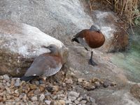 Chloephaga poliocephala - Ashy-headed Goose