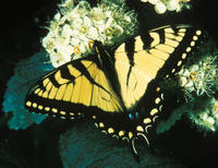 Image of: Papilio glaucus