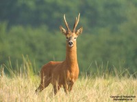 Capreolus capreolus - European Roe Deer