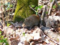 Apodemus flavicollis - Yellow-necked Field Mouse