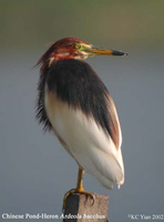 Chinese Pond Heron - Ardeola bacchus