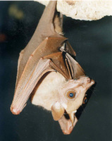Epomops franqueti (Epauleted Bats)