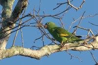 Yellow-Chevroned  parakeet   -   Brotogeris  chiriri