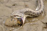장다리물떼새 알을 먹고 있는 땅뱀(누룩뱀)