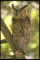 : Bubo sp.; Horned Owl