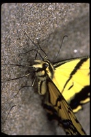 : Pterourus multicaudata; Twin-tailed Tiger Swallowtail butterfly