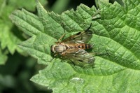 : Rhagio scolopaceus; Snipe Fly, Downlooker Fly