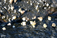 해안 바위에 붙은 고둥.