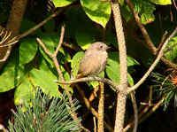 A female Black Redstart, a migrant photographed during the Sept 07 FONT