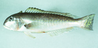 Lopholatilus chamaeleonticeps, Great northern tilefish: fisheries, gamefish