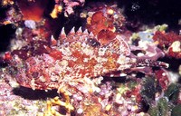Scorpaena notata, Small red scorpionfish: fisheries, aquarium
