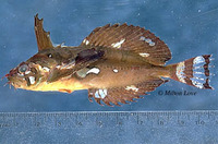 Blepsias cirrhosus, Silverspotted sculpin: gamefish