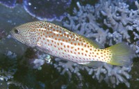 Anyperodon leucogrammicus, Slender grouper: fisheries, gamefish