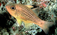 Apogon maculiferus, Spotted cardinalfish: