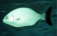 Kyphosus sydneyanus, Silver drummer: fisheries