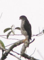 Tiny Hawk - Accipiter superciliosus