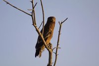 Greater Spotted Eagle - Aquila clanga