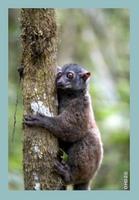 Weasel Sportive Lemur (Lepilemur mustelinus)
