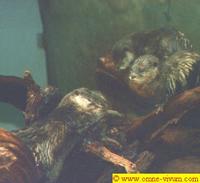 Afrikanischer Otter [Aonyx maculicollis]