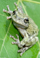 : Hyla chrysoscelis; Cope's Gray Treefrog