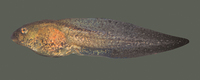 : Rana chiricahuensis; Chiricahua Leopard Frog