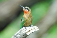 : Merops bullockoides; White-fronted Bee-eater