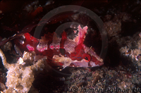 : Gibbonsia montereyensis; Crevice Kelpfish