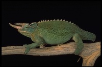 : Chamaeleo jacksonii xantholophus; Horned Chameleon