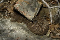 : Crotalus cerberus; Arizona Black Rattlesnake