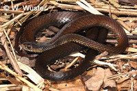 : Demansia vestigiata; Black Whip Snake