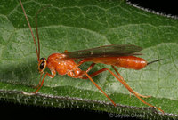 : Netelia sp.; Parasitic Wasp