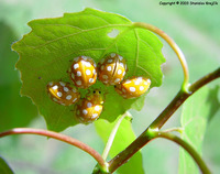 Halyzia sedecimguttata - Orange Ladybird