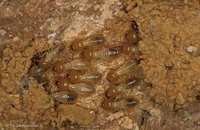 Isoptera - Termites