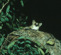 Grey mouse lemur (Microcebus murinus)