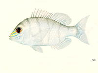 Gymnocranius frenatus, Yellowsnout large-eye bream: fisheries