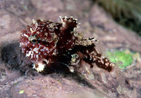 Eumicrotremus spinosus, Atlantic spiny lumpsucker: