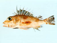 Neosebastes entaxis, Orange-banded scorpionfish: