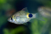 Puntius terio, Onespot barb: aquarium